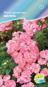    Phlox drummondii, ,   6 