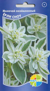     Euphorbia marginata, ,   6 