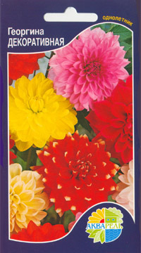   Dahlia variabilis, ,   1 