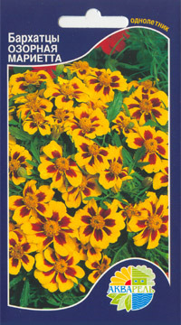     Tagetes patula, 