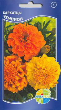    Tagetes erecta, 