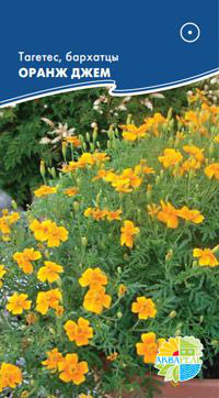 ,     Tagetes tenuifolia, 