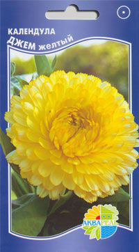     Calendula officinalis, 