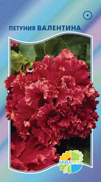    Grandiflora Double Petunias, 