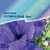     F1 Grandiflora Single Petunia, 