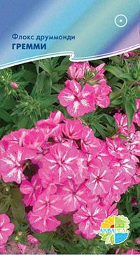     Phlox drummondii, 