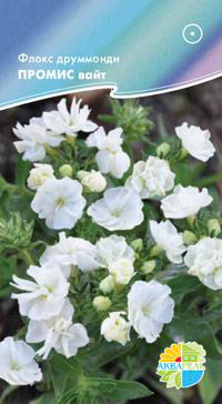      Phlox drummondii, 