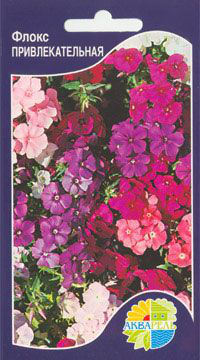   ()  Phlox drummondii, 