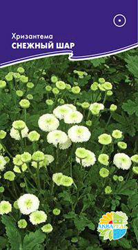  ,     Chrysanthemum parthenium /  , 