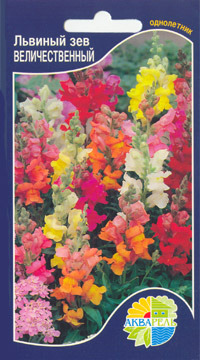     Antirrhinum maius, 