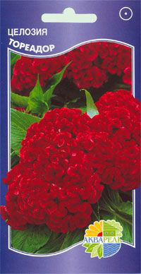   ""  Celosia cristata, 