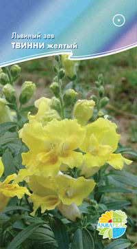  ,     Antirrhinum majus F1 / , 