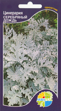     Cineraria maritima, 