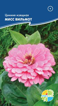      Zinnia elegans, 