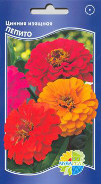     Zinnia elegans, 