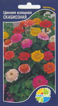     Zinnia elegans, 