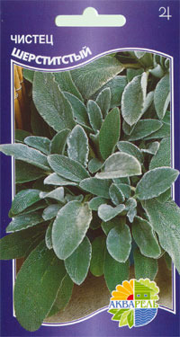   " "  Stachys lanata, 