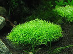  	Riccia fluitans