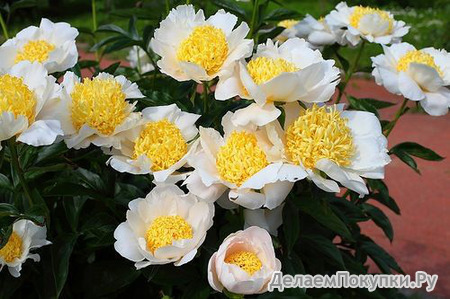 Paeonia (LE) 'Moon of Nippon'	3-5 BR