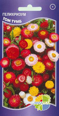  " " Helichrysum bracteatum, ,   4 