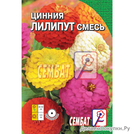 Цинния мишутка смесь фото