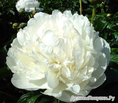 2.Paeonia (LD) 'White Sensation' 2-3 BR