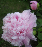 3.Paeonia 'Charles Leveque' 2-3 BR