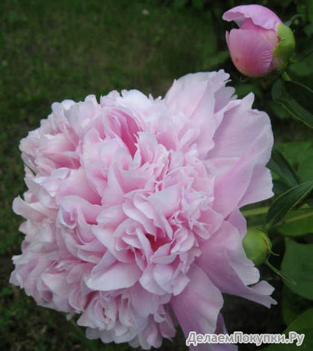 3.Paeonia 'Charles Leveque' 2-3 BR