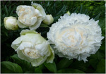 4.Paeonia' Snow Supreme' 2-3 BR