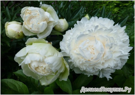 4.Paeonia' Snow Supreme' 2-3 BR