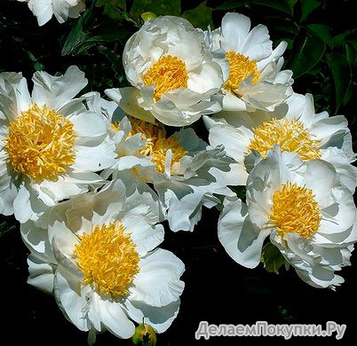 6.Paeonia (L) 'Krinkled White' 3-5 BR