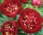 7.Paeonia (LD) 'Buckeye Belle' 2-3 BR