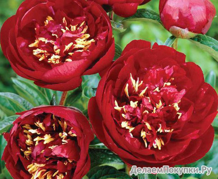 7.Paeonia (LD) 'Buckeye Belle' 2-3 BR