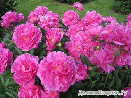 8.Paeonia (LD) 'Felix Supreme' 3-5 BR