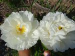 8.Paeonia (LD) 'Gardenia' 2-3 BR