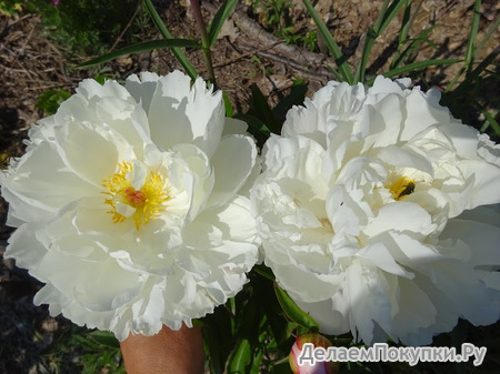 8.Paeonia (LD) 'Gardenia' 2-3 BR