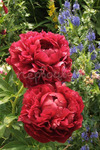 9.Paeonia (LD) 'Henry Bockstoce' 2-3 BR