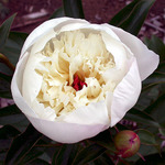 10.Paeonia (LD) 'Immaculee' 2-3 BR