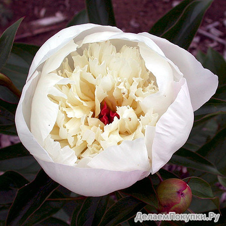 10.Paeonia (LD) 'Immaculee' 2-3 BR