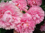 12.Paeonia (LD) 'Martha Bulloch' 2-3 BR