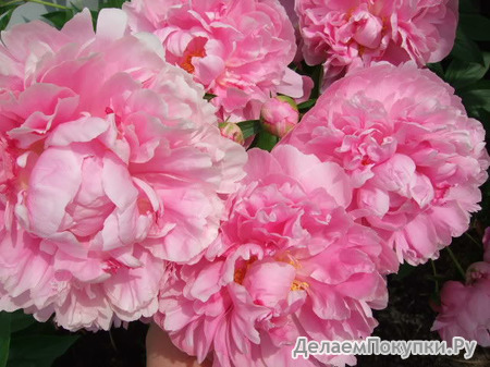 12.Paeonia (LD) 'Martha Bulloch' 2-3 BR