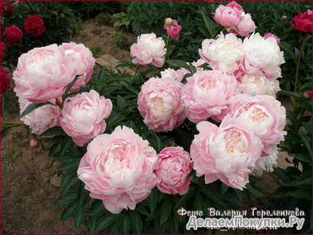 13.Paeonia (LD) 'Mrs Fr. D. Roosevelt' 2-3 BR