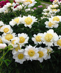 14.Paeonia (LE) 'Moon of Nippon' 2-3 BR