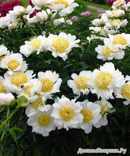 14.Paeonia (LE) 'Moon of Nippon' 2-3 BR