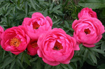 15.Paeonia 'Cytherea' 2-3 BR