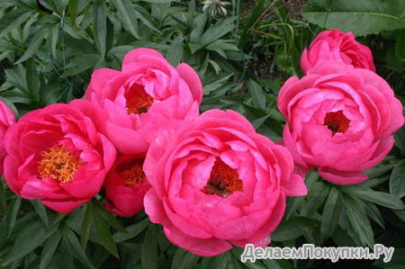 15.Paeonia 'Cytherea' 2-3 BR