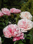 16.Paeonia 'Etched Salmon' 2-3 BR