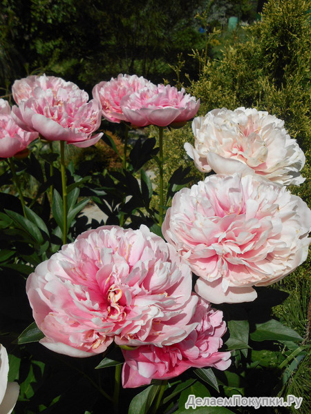 16.Paeonia 'Etched Salmon' 2-3 BR