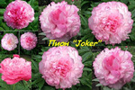 17.Paeonia 'Joker' 3-5 BR