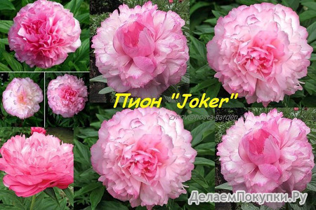 17.Paeonia 'Joker' 3-5 BR